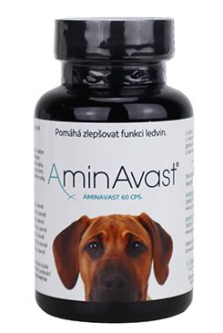 AminAvast Dog